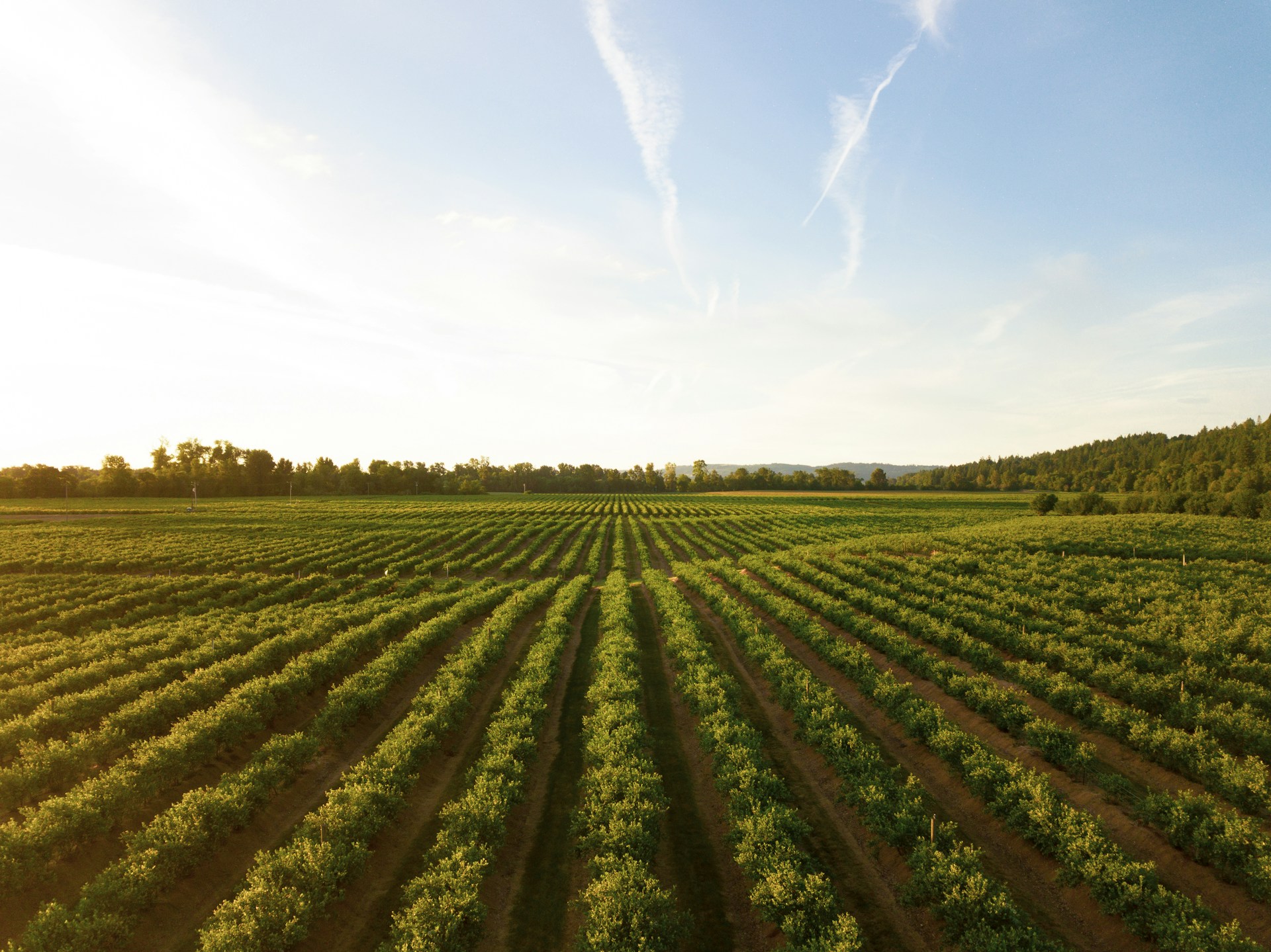 Agriculture sector